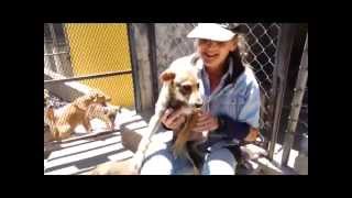 Tammy & Sunshine are looking for good homes!