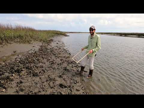 Oysters - Quadrat Sampling
