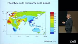 Lactase et évolution humaine