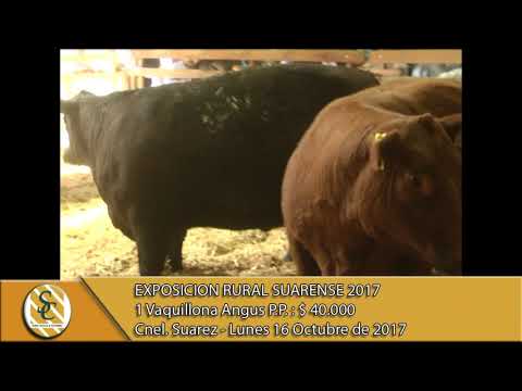 16-10-17 Venta de Hembras P.P., P.C. y P.R. - Exposición Rural Suarense - Coronel Suarez.