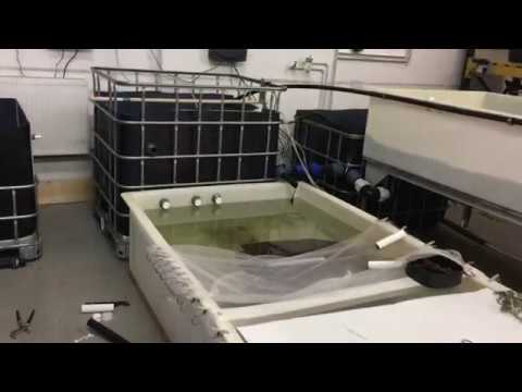Bristol Fish Project - An aquaponic system with eels.