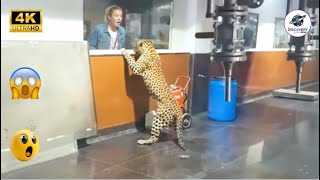 Download lagu SERANGAN HEWAN LIAR YANG MENGERIKAN DAN BRUTAL TERTANGKAP KAMERA — TERBAIK BULAN INI mp3