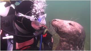 A Diver Had No Clue What This Seal Was Up To – And Then It Suddenly Gripped Him By The Hand