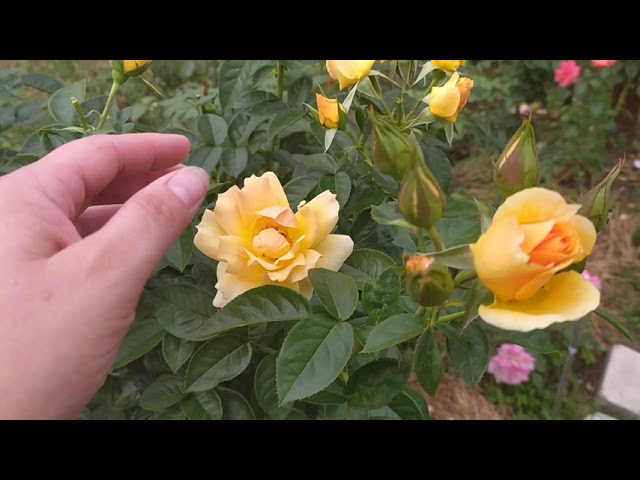 Роза Хансештадт Росток - купить в Минске, доставка почтой по Беларуси ...