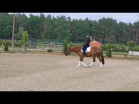 Reitponystute v. FS Numero Uno 2014*