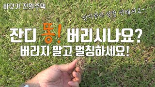 잔디똥! 버리지 말고 멀칭하세요! 멀칭 하나만 아셔도 잔디관리 정말 편해집니다!