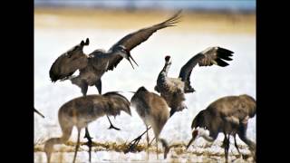 The Last Song I'll Ever Sing To You