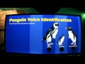 Aquário Voz Pinguim