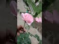 Talue Seher Ha Shame Qalander
