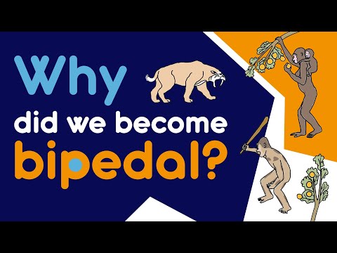 How we ended up on two legs? Evolution of bipedalism