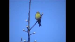 preview picture of video 'para kulczyków (Serinus serinus), European Serin, Girlitz'