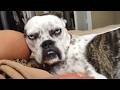 I Wasn T Prepared For The Dogs Attitude Funny Dog Videos 2025