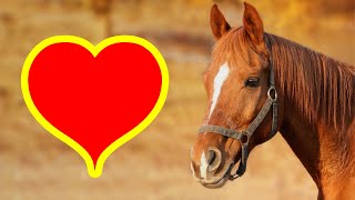 My Favourite FARM ANIMALS and the Reasons Why I Love Them