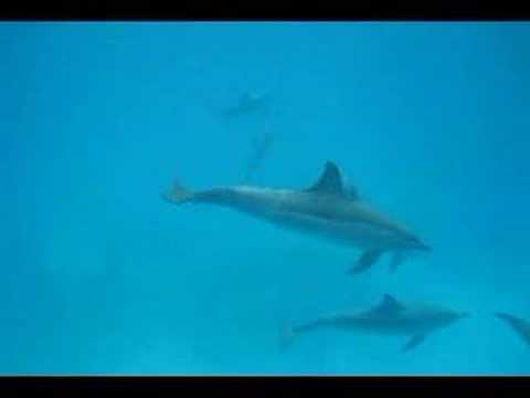 Samadai, Dolphin House (Sha´ab Samadai),Marsa Alam,Ägypten