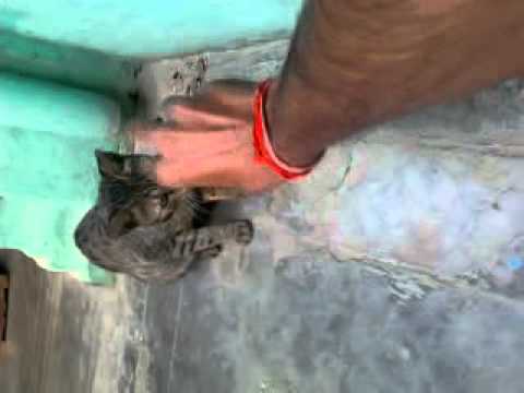 Prabhat ka cat fight