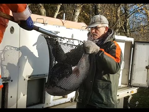 Udsætning af store basser i Moesholm Put and Take