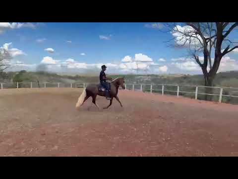 Mangalarga marchador 