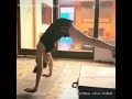 Hansika Motwani Latest Gym Fitness