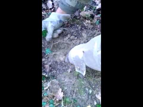 Estrazione tartufo bianco