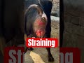 Straining L Prolapse L Rectum L Uterine Prolapse L Dr Umar Khan