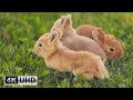 Cute Bunny Video With Relaxing Piano Music Soothing Music For Stress Relief 4K Videos