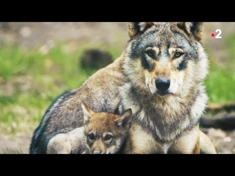 Le loup est un père exemplaire - ZAPPING SAUVAGE