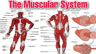 "Understanding the Muscular System: Anatomy, Physiology, and Function | Explained by Tutor
