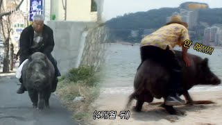 K-호그라이더 할아버지, 그리고 반항하기 시작한 멧돼지?!｜KBS 주주클럽 050828 방송