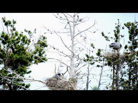 Great Blue Heron (4K) Nez Perch Ford