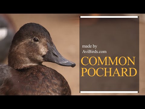 Chochlačka sivá (Aythya ferina) — samec s hrdzavou hlavou