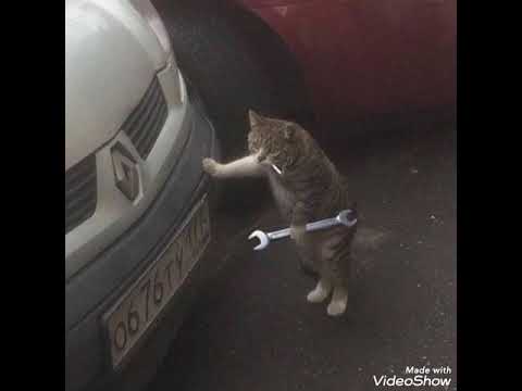 LIL CY- $ store fork