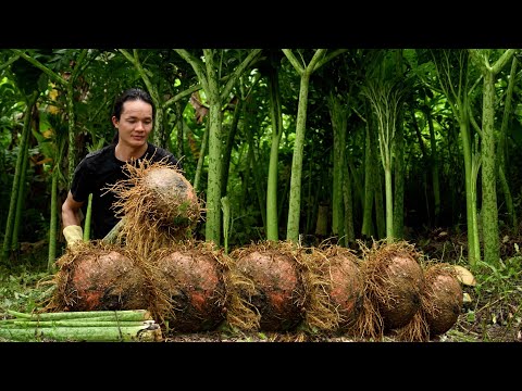 Harvesting giant wild roots in the jungle – The secret to traditional dishes.
