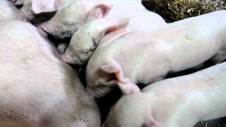 preview picture of video 'Sucking piglets-Purcei la sugand-3'
