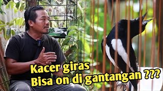Download lagu Cara buat Kacer giras on di gantangan by Chan kasep mp3