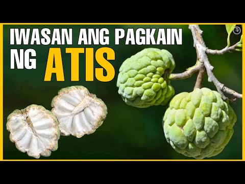 BAKIT DAPAT IWASAN ANG PAGKAIN NG PRUTAS NA ATIS ? BENEPISYONG DALA NG PRUTAS NA ATIS