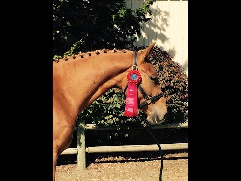 Incognita 2013 mare by UB40 x Gribaldi lines offered sale, Seattle