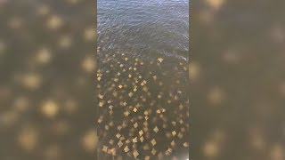 Huge Number Of Sting Rays Swimming