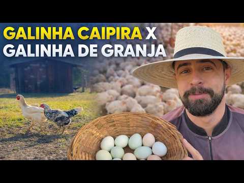 DIFERENÇAS ENTRE GALINHA CAIPIRA X GALINHA GRANJA