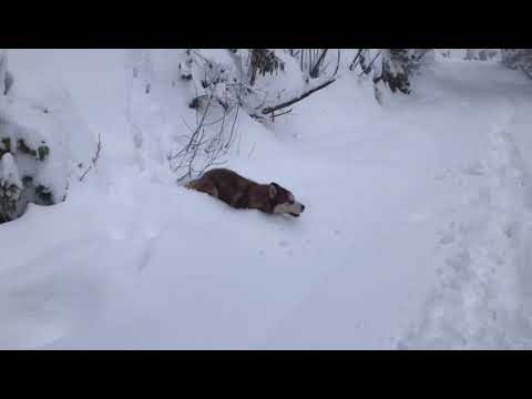 My Husky Siberian Dog