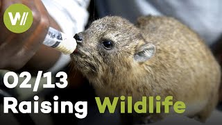 Rhino, Hyrax & Porcupine | Raising Wildlife (2/13)