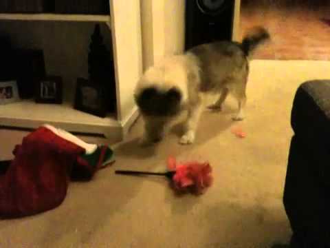 Hudson Vs feather duster
