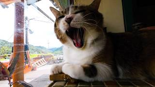 Houtong Cat Villiage & Hiking Fails 🇹🇼