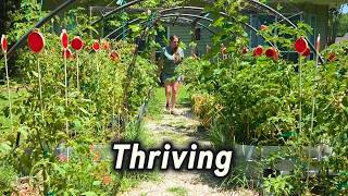 These Plants Are Thriving Right Now 🌿 (Mid-Season Garden Tour)