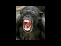 Monkey Type Beat
