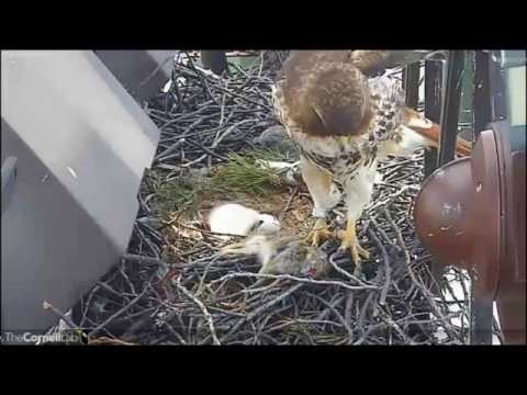 CornellRTHA Cam  'A Sparrow & Quality Nest Time For Ezra!'   1:24 pm    _4.28.14_