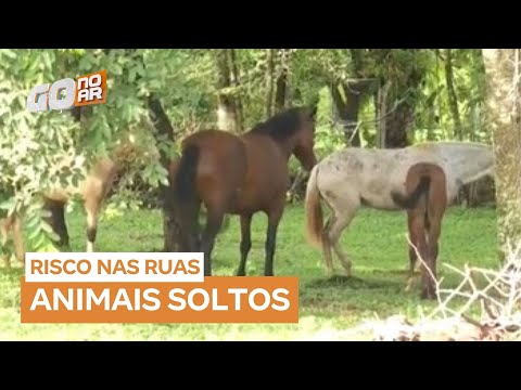 Trânsito fica perigoso com cavalos soltos em Aparecida de Goiânia (GO)