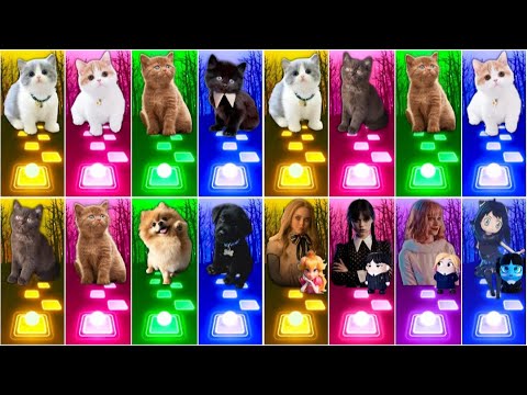 📹 ALL CUTE CATS PT.5 - IMAGINE DRAGONS ENEMY - JISOO FLOWER   SHAKIRA WAKA WAKA - LISA MONEY