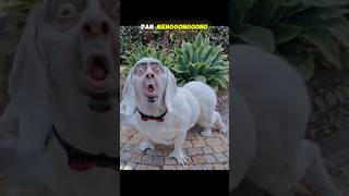 Download lagu MANUSIA INI TIBA TIBA BERUBAH MENJADI ANJING #gudangit #shorts mp3 Download lagu MANUSIA INI TIBA TIBA BERUBAH MENJADI ANJING #gudangit #shorts mp3