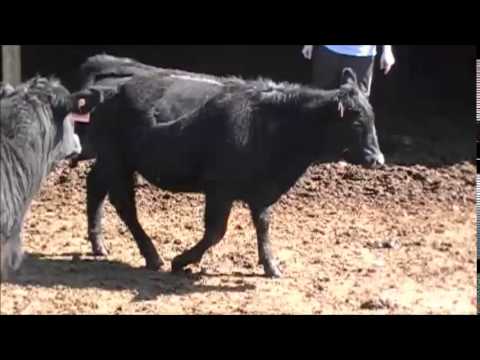 Meckleys Shay Maria D181 (#562)