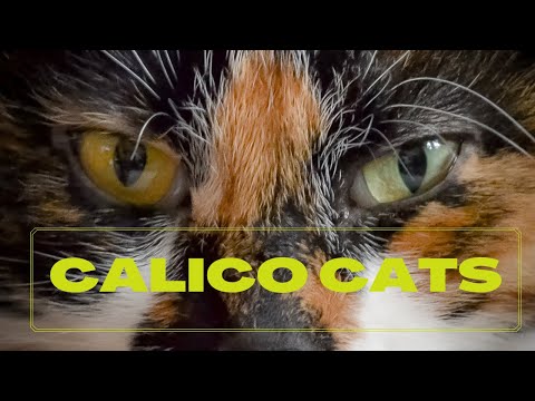 What Are the Main Characteristics of Calico Cats?